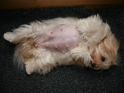 Kennel Miki Nanoq Smilla